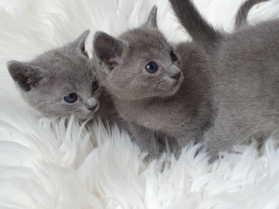 Kotka Rostyjska Niebieska