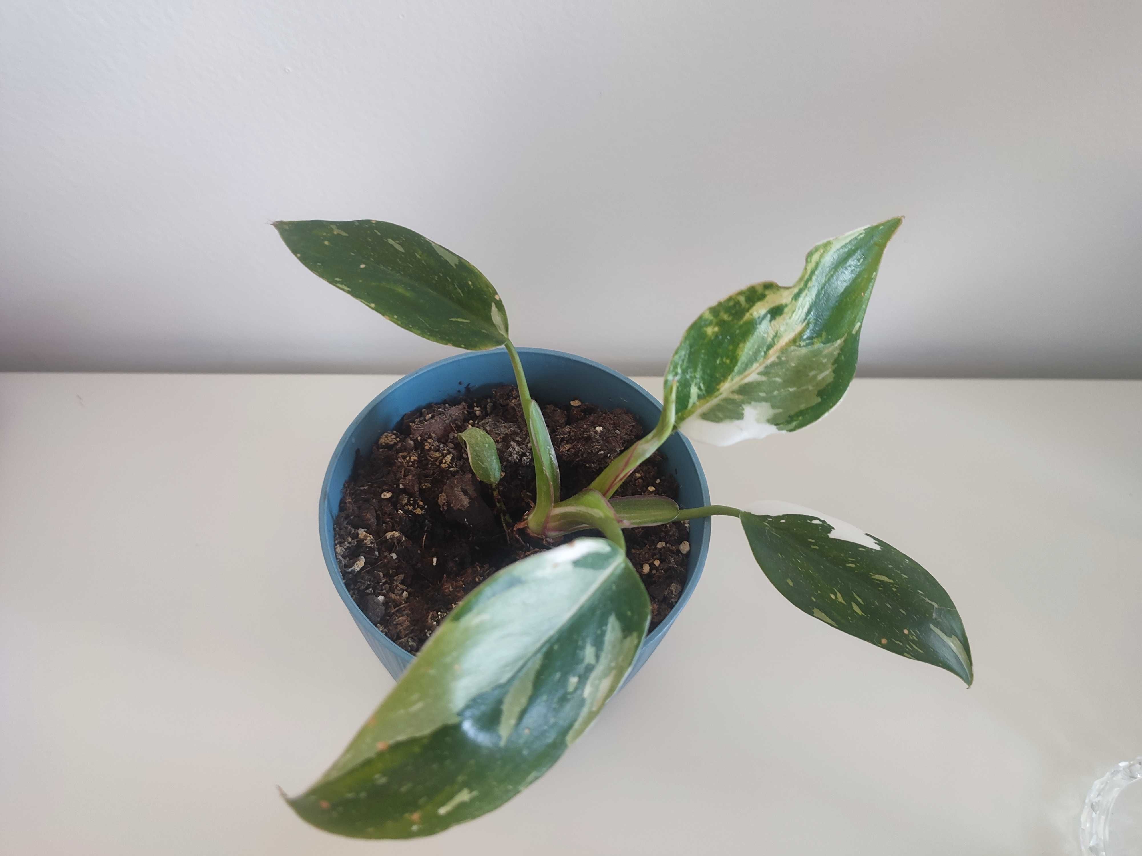 Philodendron White princes