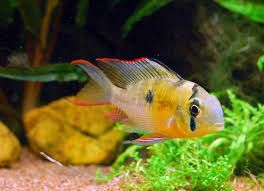 GB Pielęgniczka Boliwijska (łac. Mikrogeophagus Altispinosus)