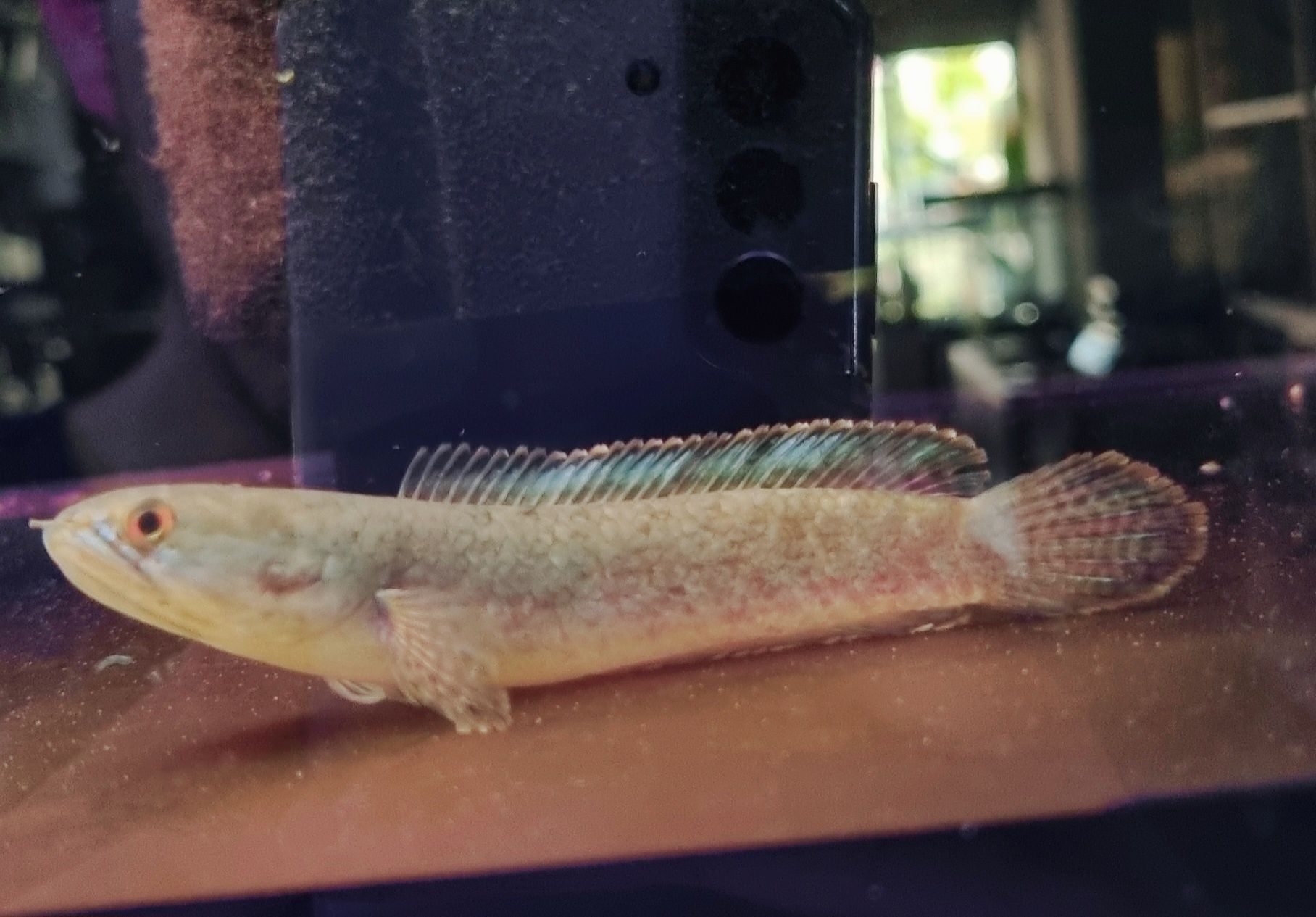 Channa limbata (channa kelaartii)