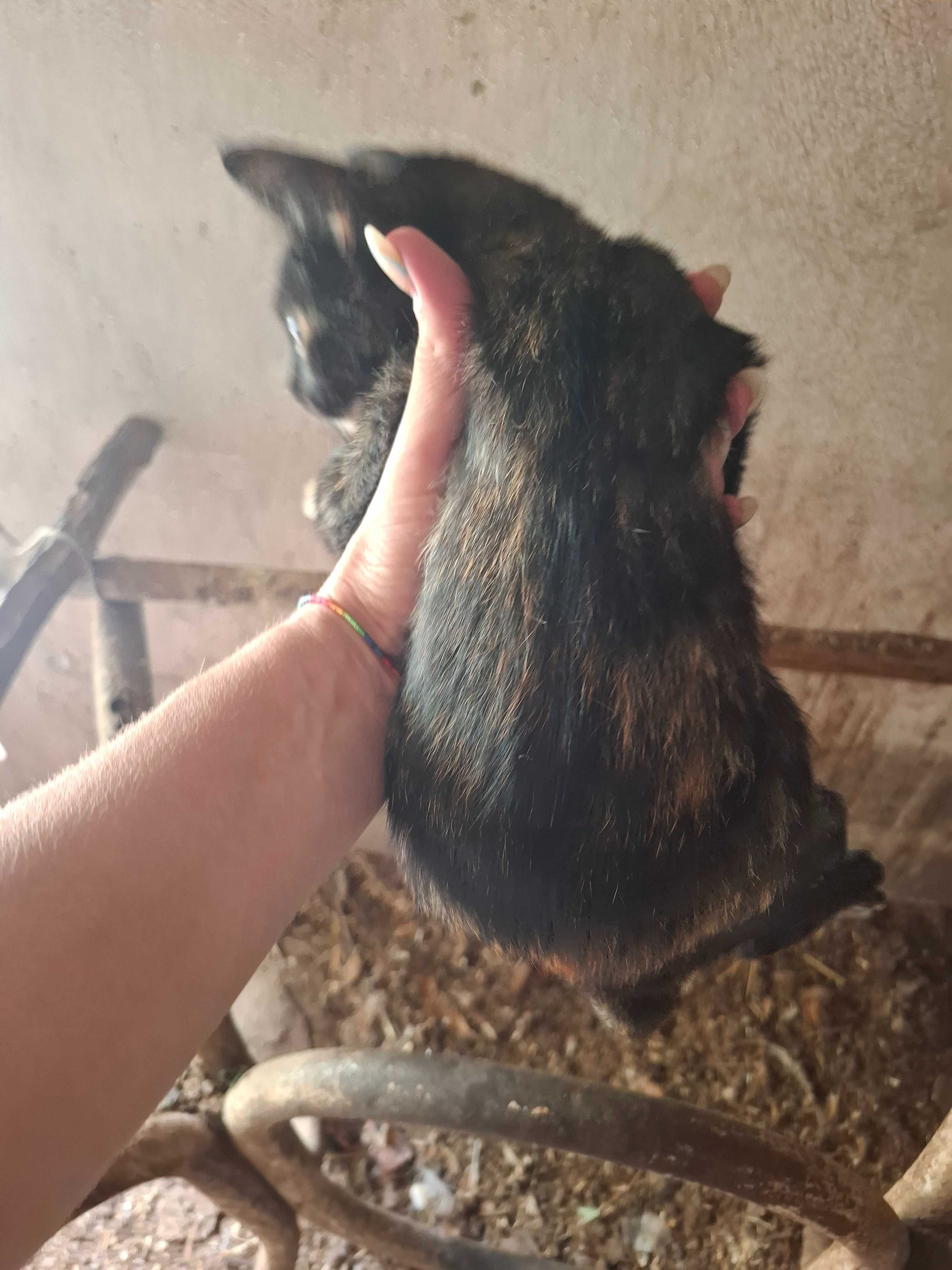 Gatinhos bebés cercas 3 meses