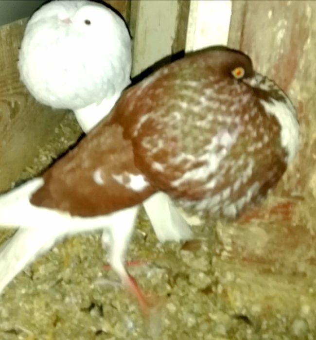 Garlacz garlacze z Norwich