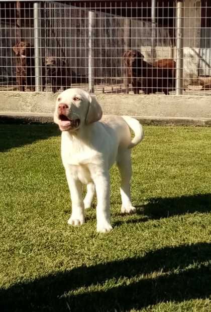 Labrador Beje Puro