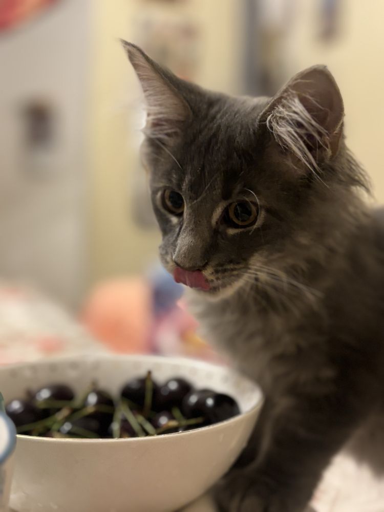 Maine coon szary kocurek Fife kot Filipek