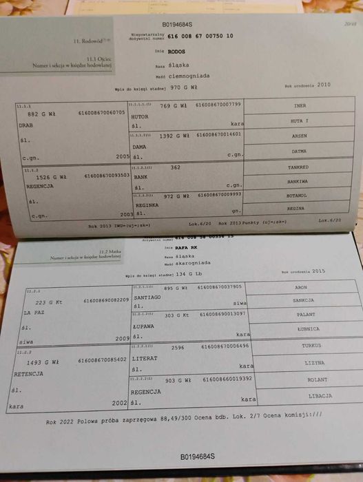 Ogierek śląski 1,5 roku