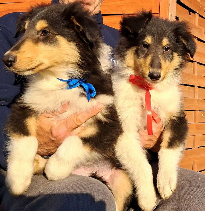 *Owczarek Szkocki Collie długowłosy*  piesek Gotowy Do Odbioru