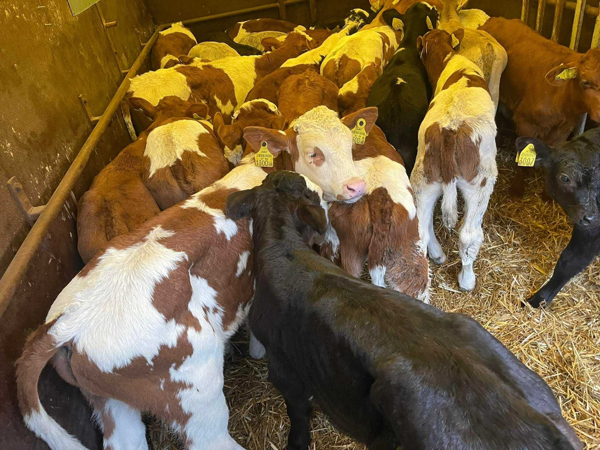 cielaki mięsne byczki jałówki