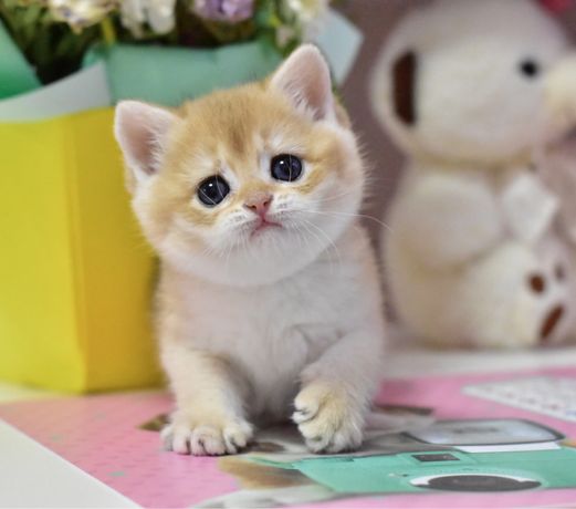 Золотая шиншилла , британский короткошерстный котёнок