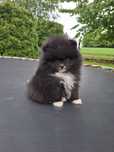 Szpic miniaturowy Pomeranian