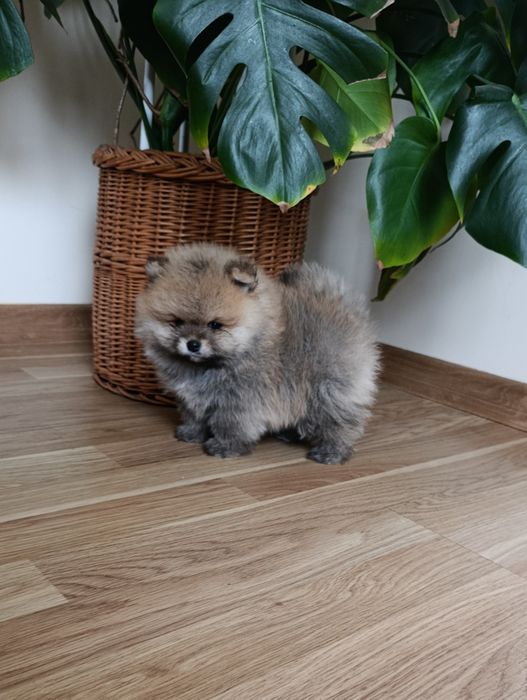 Szpic miniaturowy pomeranian chłopiec