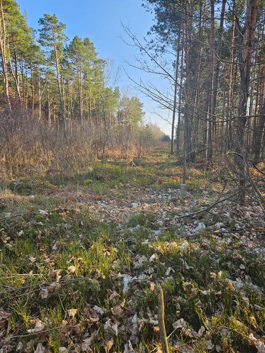 Sprzedam działkę rolną w Kolonii Czermno 1,60 ha gm.Fałków woj.świętok