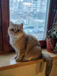 Котята британца золотая шиншилла