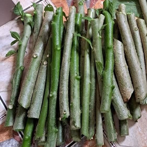 Brugmansja piękna, podwójna, datura, anielskie trąby  patyczki do ukor