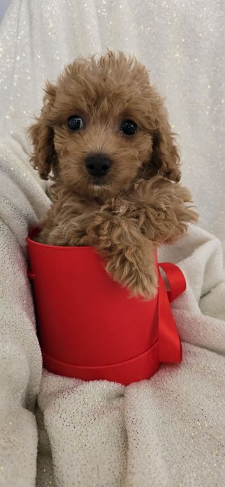 Maltipoo carmelowy chłopczyk