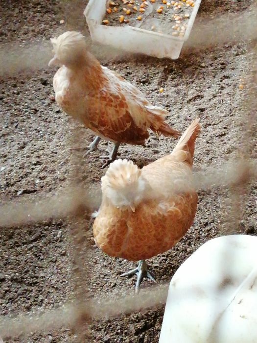 Casais de Paduanas (Camurça)