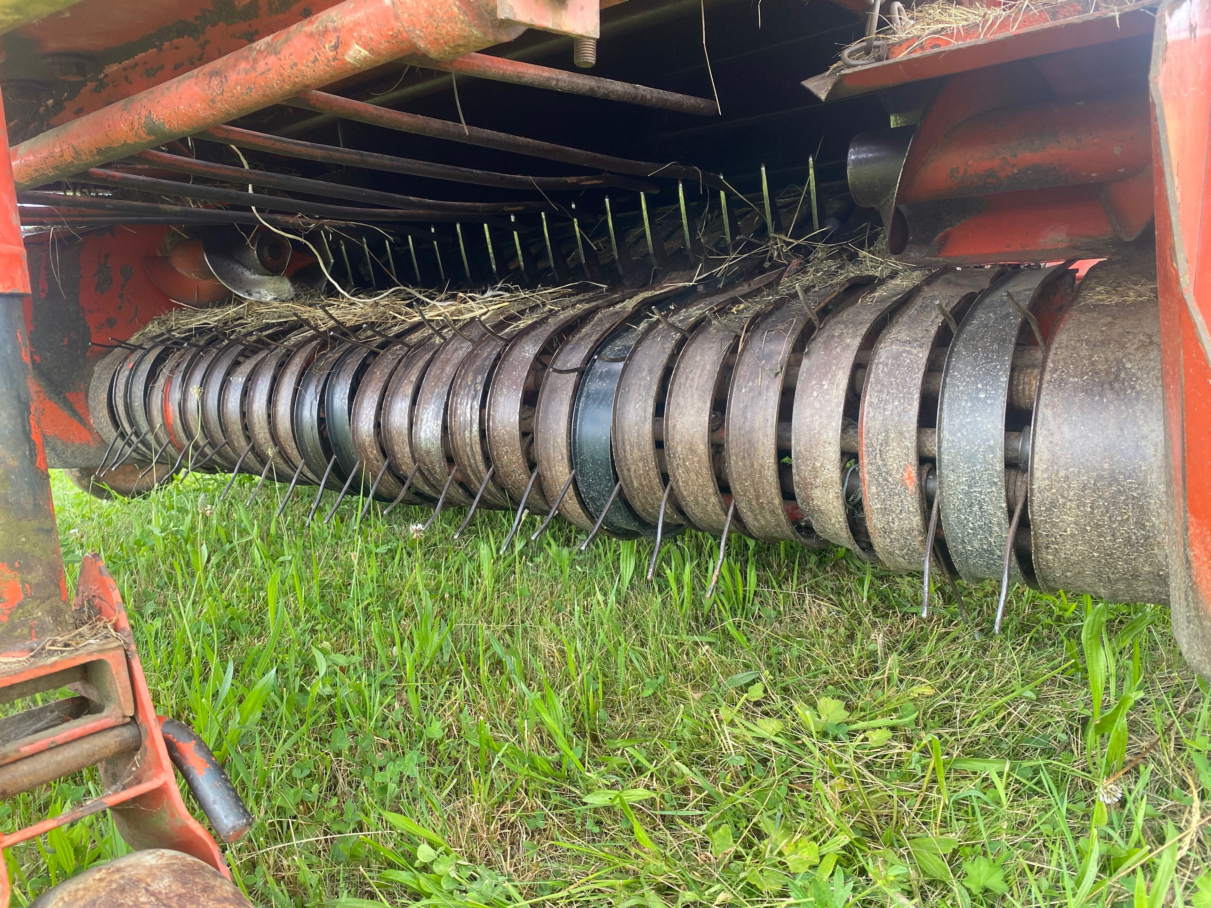 Sprzedam prase sipma z276/1