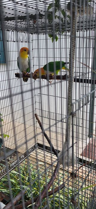 Marianinhas/Ecletus