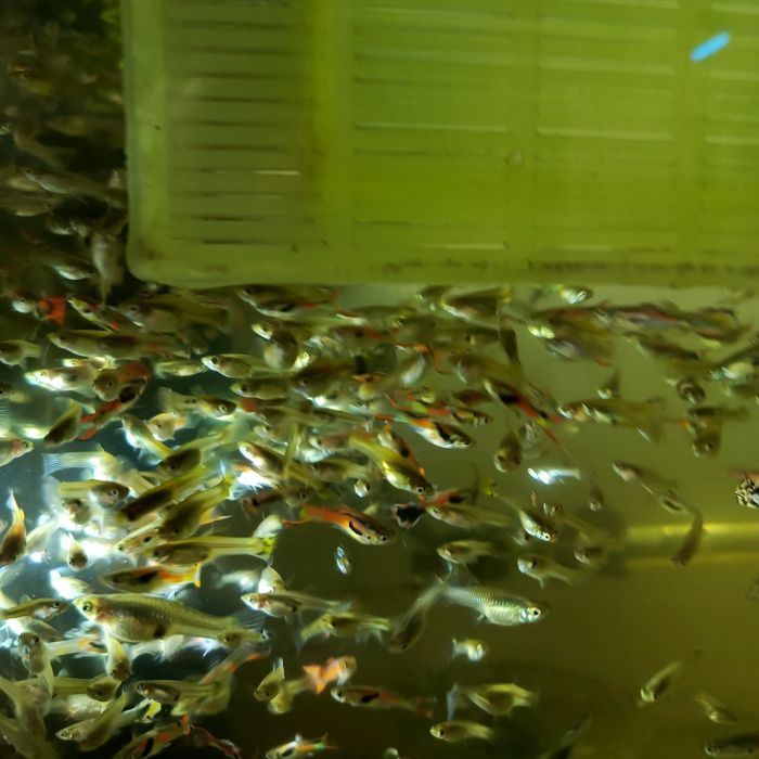 Sprzedam gupiki wybarwione