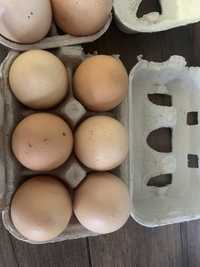 Ovos galinha caseiros