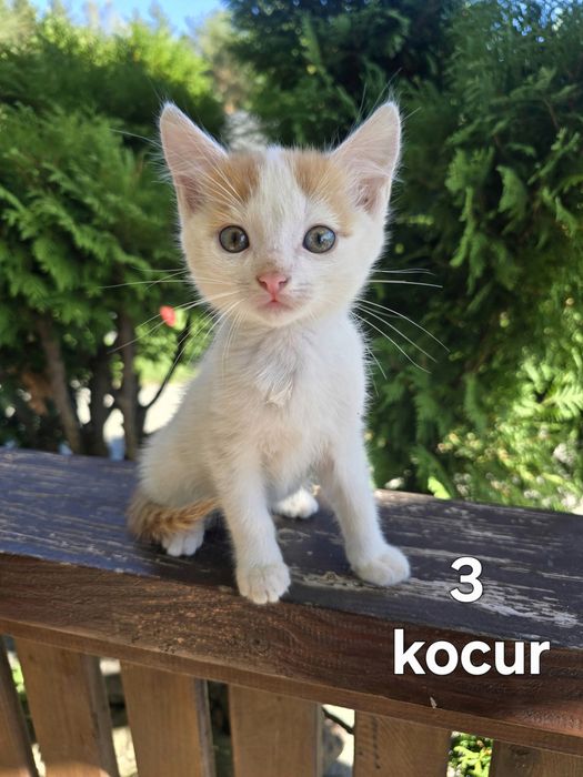 Oddam kotki w dobre ręce