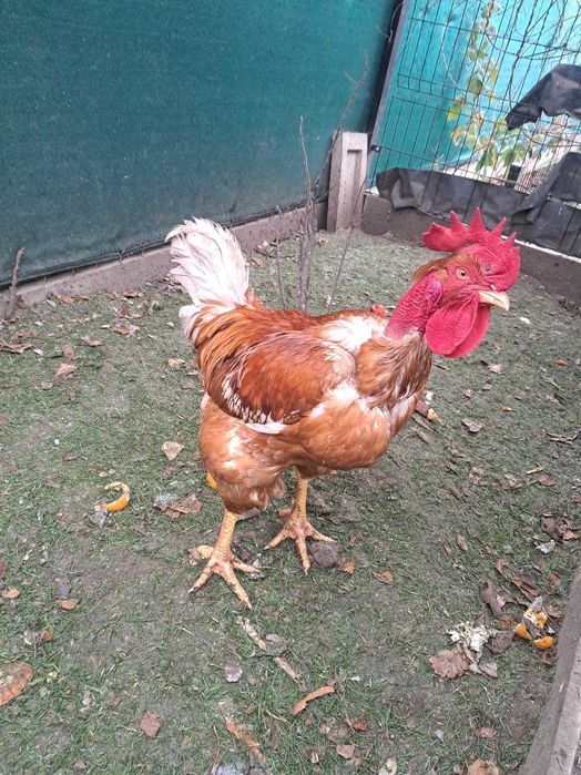 Sprzedam koguta gołoszyjke