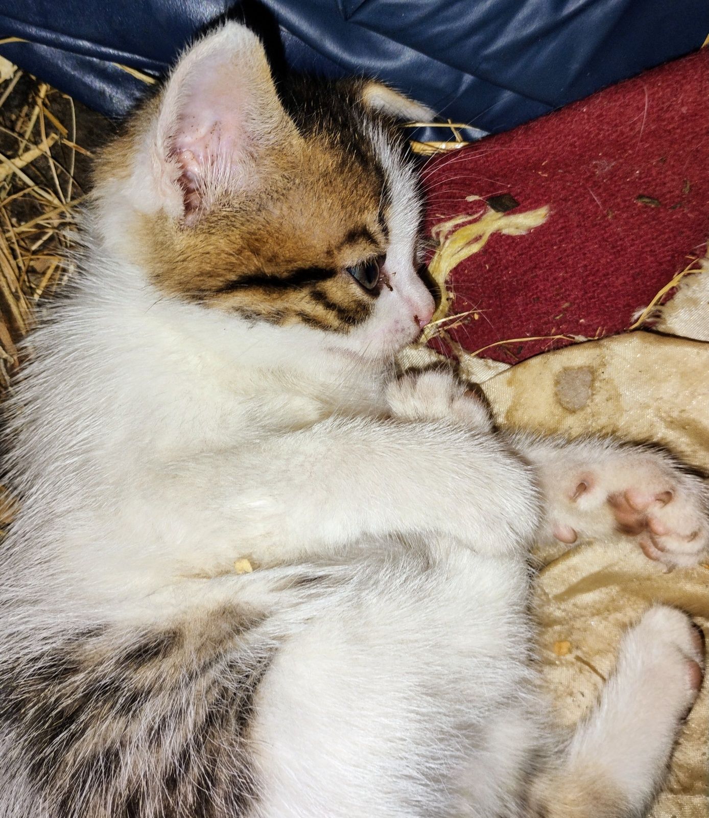 Oddam kotki w dobre ręce
