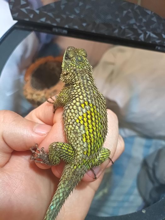 Legwanik malachitowy