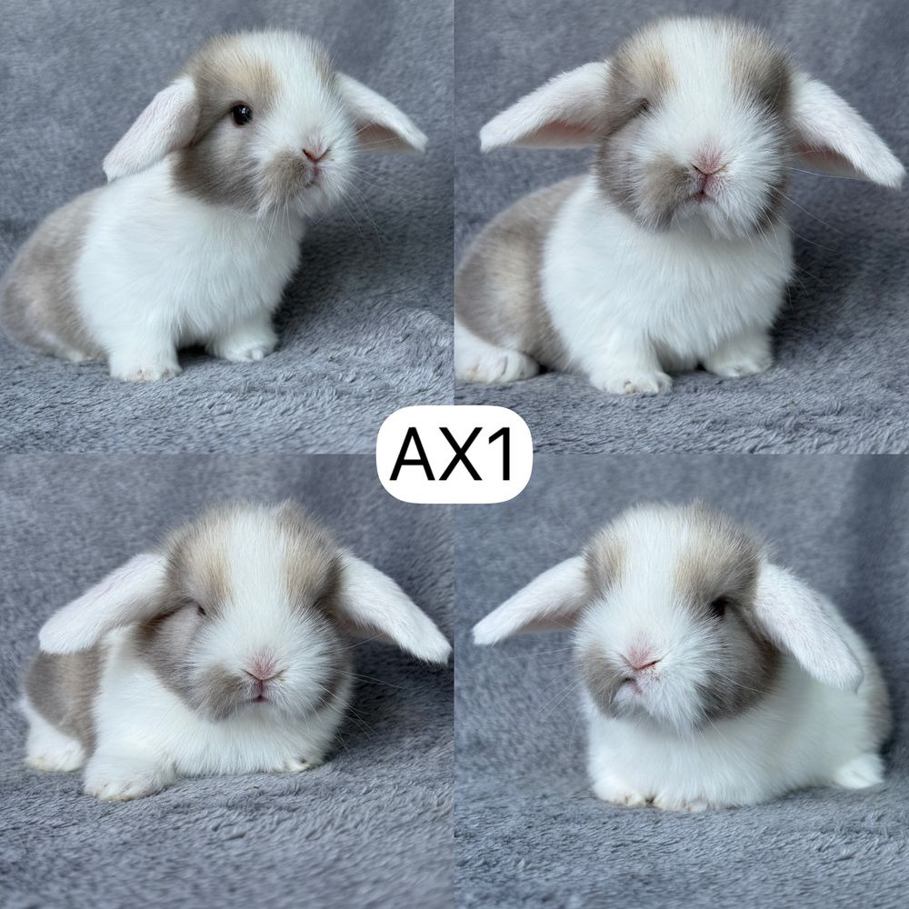 Królik Baranek Miniaturka MINI LOP
