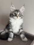 Gatinha Maine Coon com pedigree