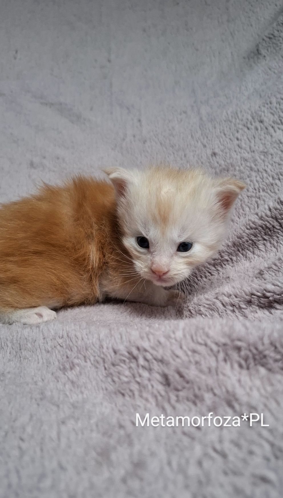 Rudy kocurek maine coon