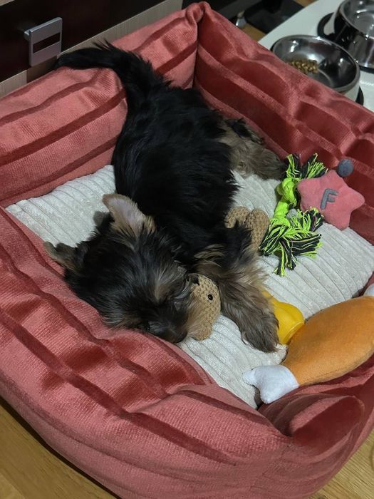 Лежанка , кроватка для собаки или кошки