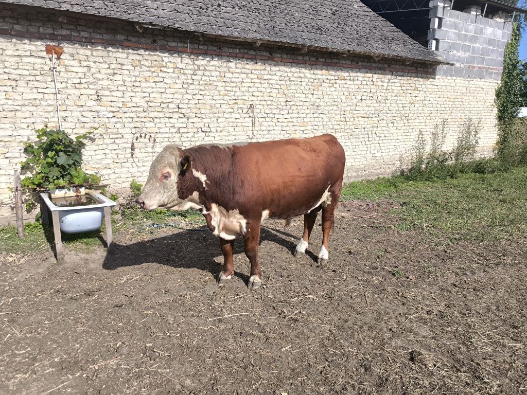 Byk hereford 100 % ekologiczny