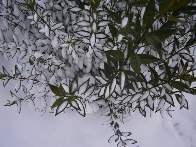 Sadzonki ligustr zimozielonego Atrovierens na żywopłot duże sadzonki