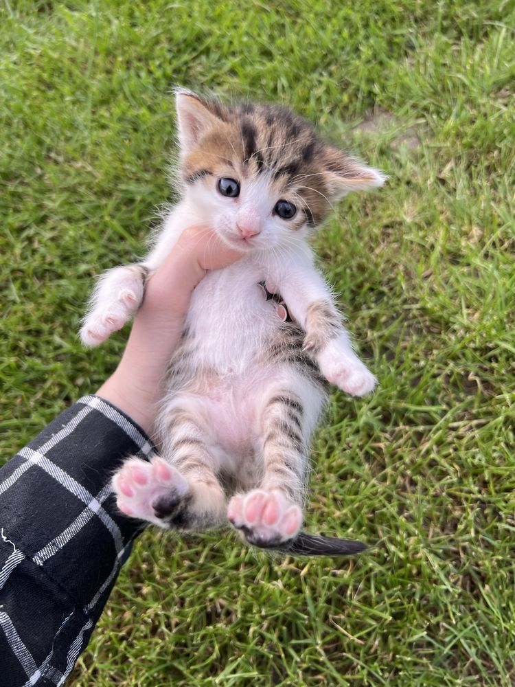 Віддаємо котиків