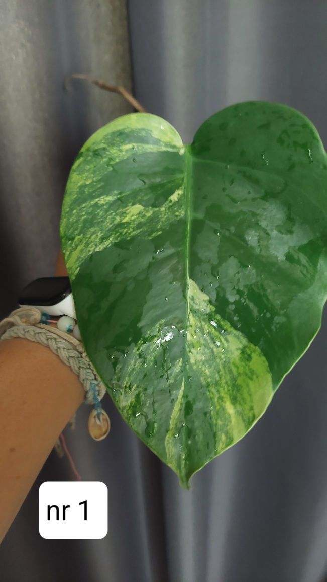 Monstera marmorata aurea