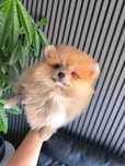 Spitz anão.  Menino Lulu da Pomerânia Menino  Laranja .  Mini.