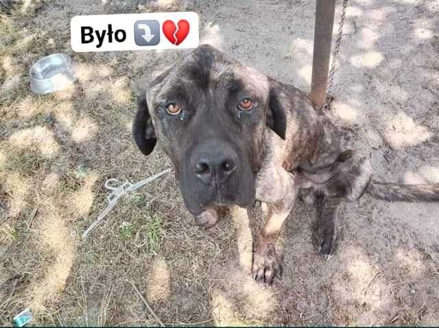 Syriusz w typie Cane Corso do adopcji.