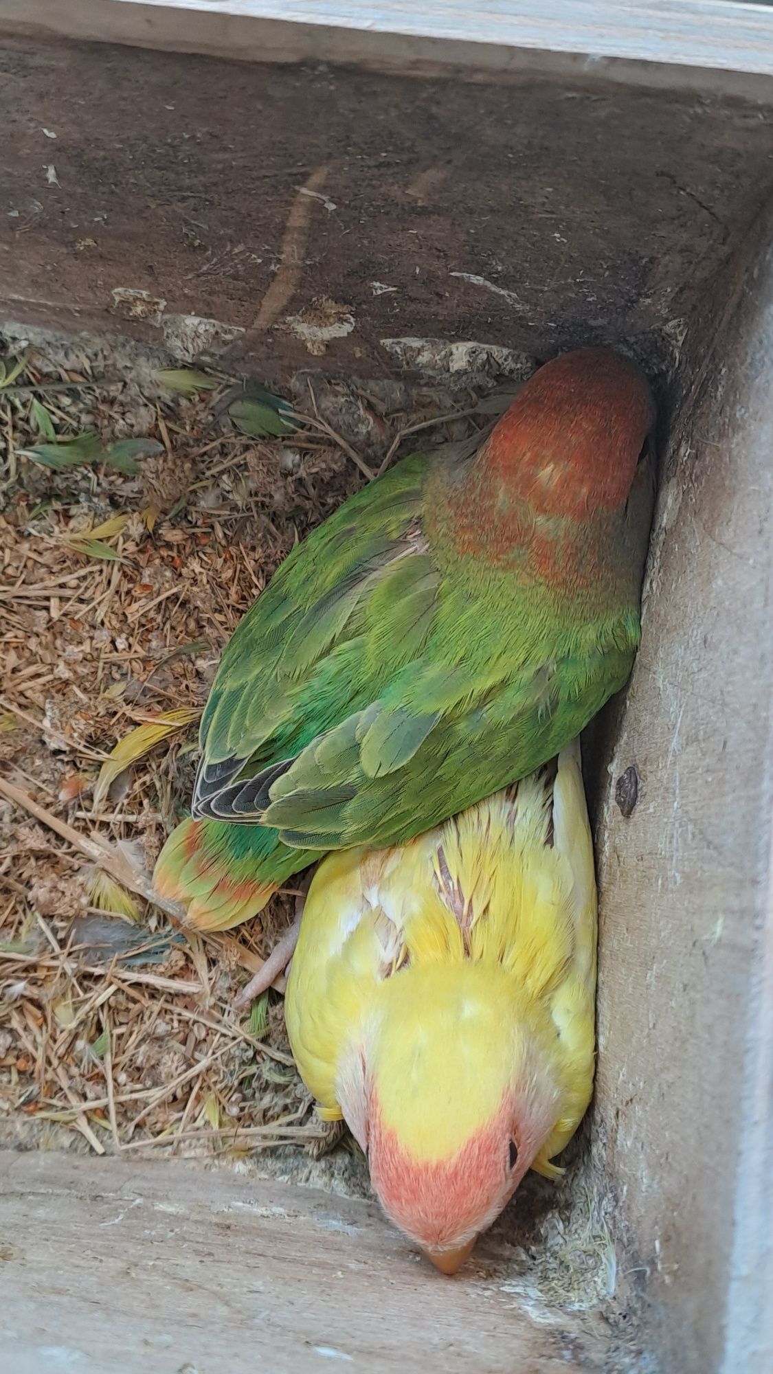 Agapornis rosicolis