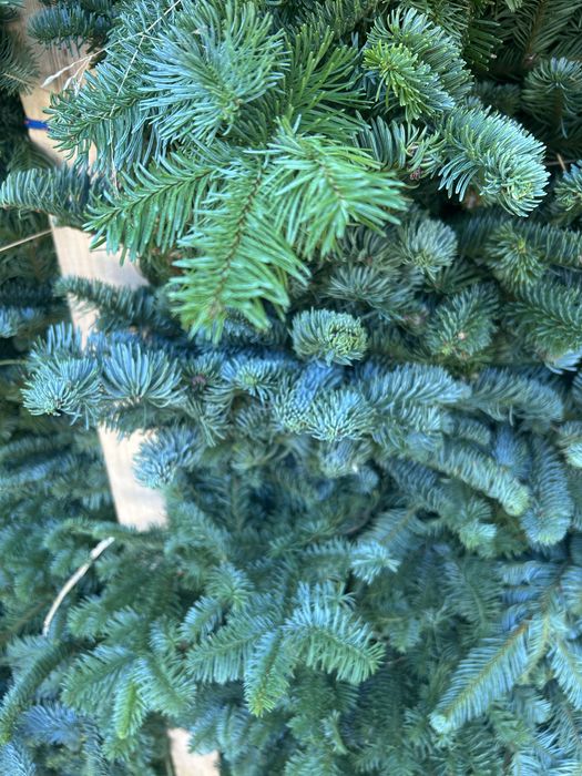 Galezie- NOBILIS- NORDMAN -CHOINKI jodla kaukaska producent -Pomorze