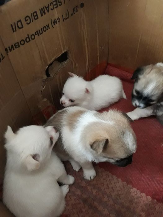 Шпиц мальчик 1 год