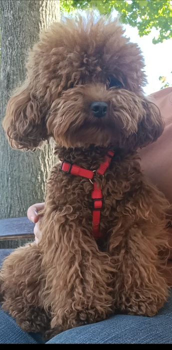 Той пудель міні хлопчик, ред браун,  в'язка