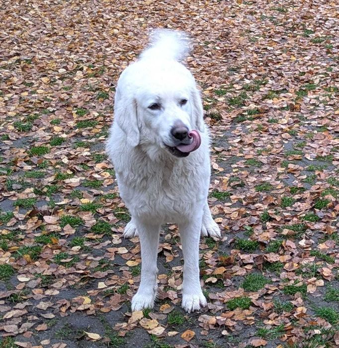 Owczarek podhalański tylko w dobre ręce!!!