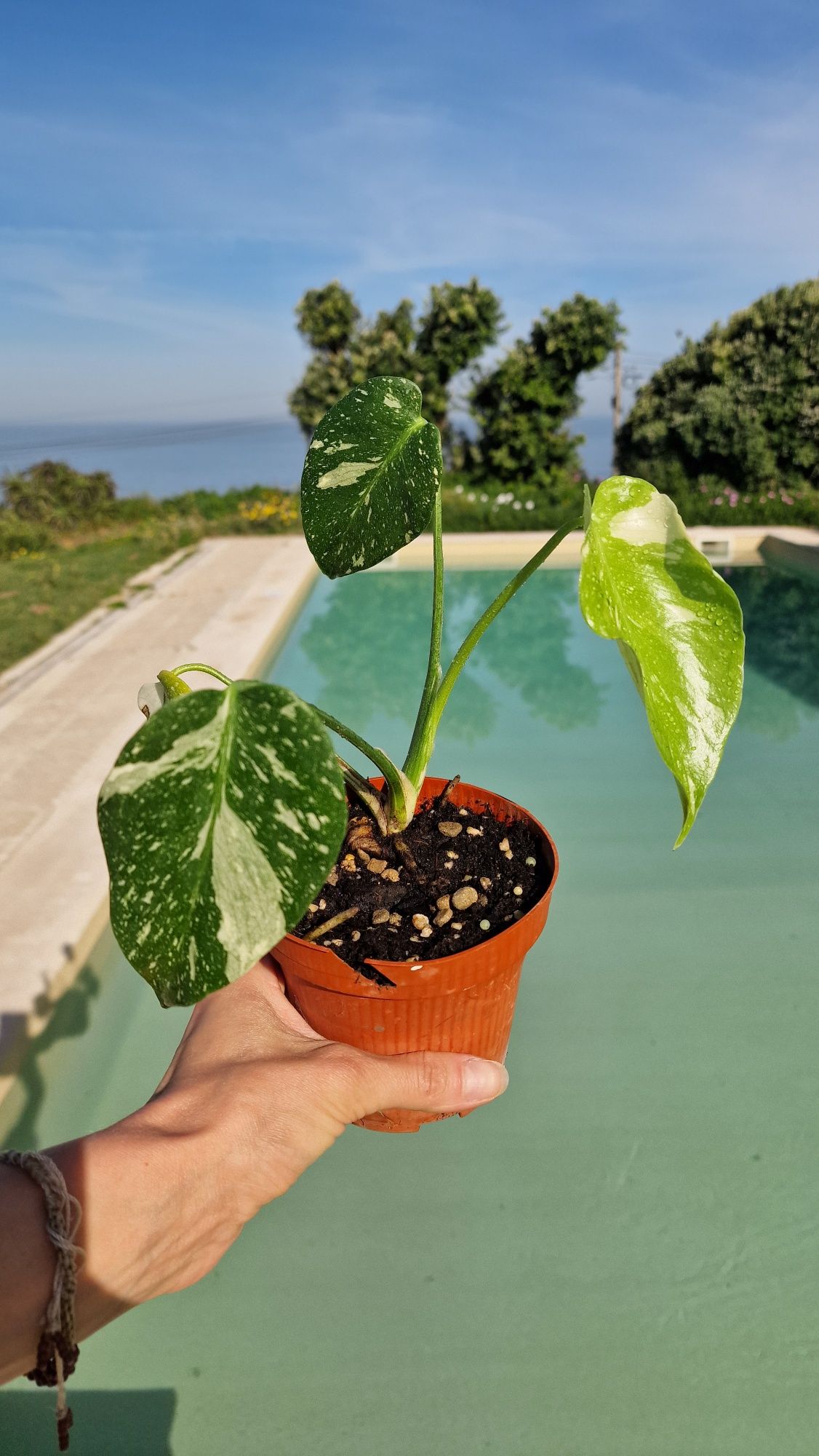 Monstera Thai Constellation com 4 folhas‼️VENDIDO‼️