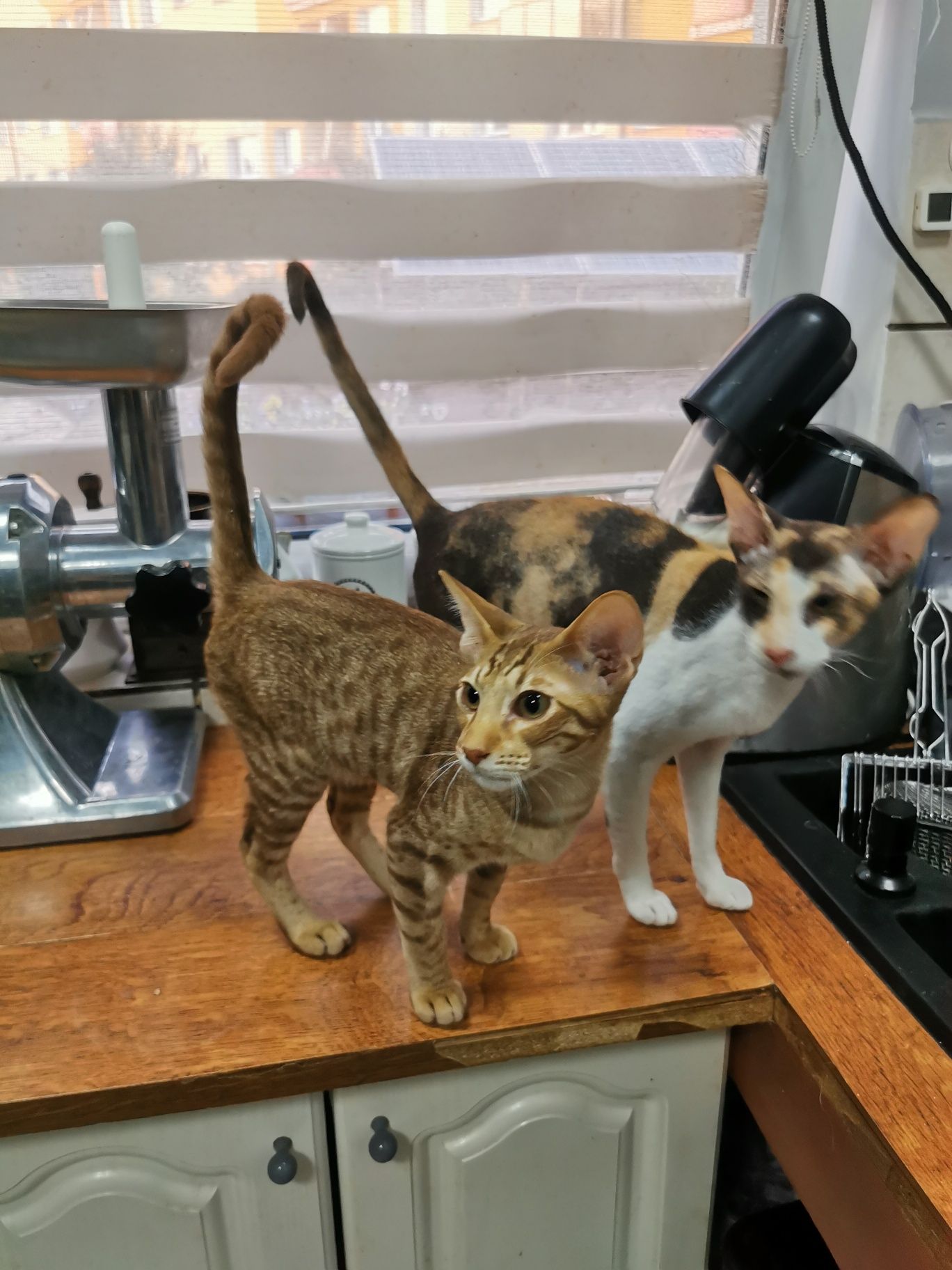 Peterbald kocurek orientalny gotowy do zmiany domku