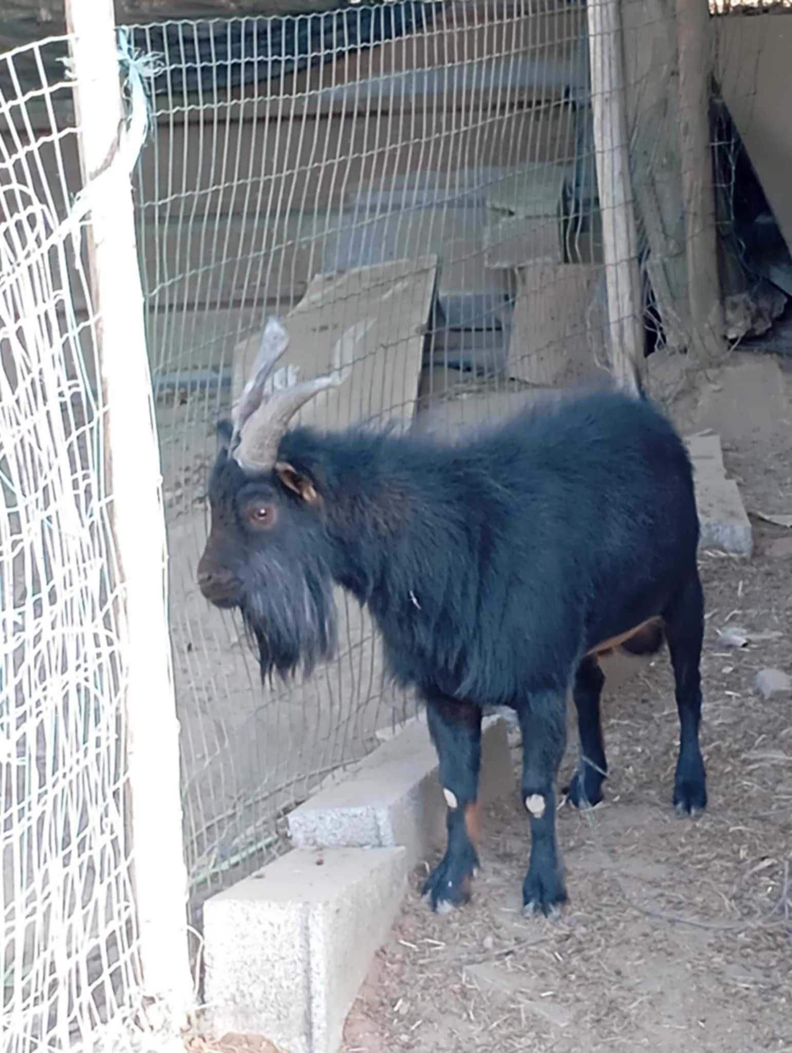 Cabra anã Casal e Cabrito