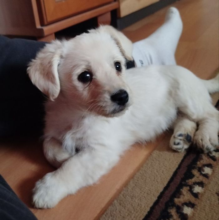 Oddam małego pieska