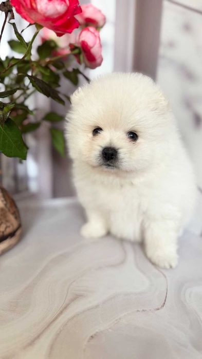 Хто мріє про чудового померанського шпіца? Телефонуйте