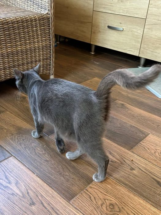 Котик сірий шукає сімʼю! Вік до 1 року. Кастрований. Волонтерський.
