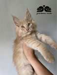 Maine Coon kocurek do hodowli