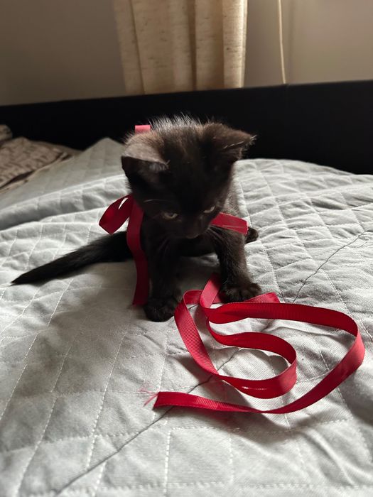 Котики (хлопчики) 2 місяці безкоштовно